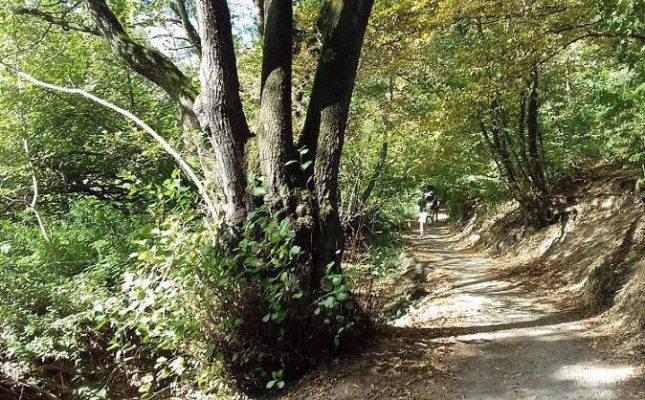 Le bois des Serres - Lyon Free Bike 2019